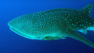 Un estudio demuestra que los tiburones ballena tienen dientes en los ojos